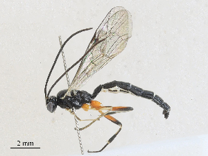  ( - CBG-A27570-C04)  @11 [ ] CreativeCommons - Attribution Share - Alike (2024) CBG Photography Group Centre for Biodiversity Genomics