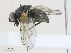  ( - CBG-A27570-C05)  @11 [ ] CreativeCommons - Attribution Share - Alike (2024) CBG Photography Group Centre for Biodiversity Genomics