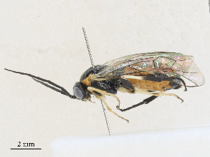  (Nematus latifasciatus - CBG-A27570-D02)  @11 [ ] CreativeCommons - Attribution Share - Alike (2024) CBG Photography Group Centre for Biodiversity Genomics