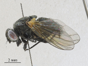  ( - CBG-A27570-F08)  @11 [ ] CreativeCommons - Attribution Share - Alike (2024) CBG Photography Group Centre for Biodiversity Genomics