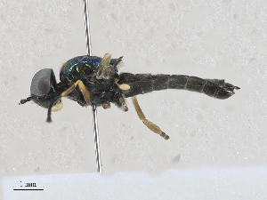  ( - CBG-A27571-B09)  @11 [ ] CreativeCommons - Attribution Share - Alike (2024) CBG Photography Group Centre for Biodiversity Genomics