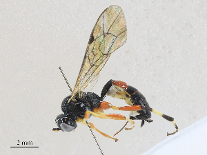  ( - CBG-A27571-E09)  @11 [ ] CreativeCommons - Attribution Share - Alike (2024) CBG Photography Group Centre for Biodiversity Genomics