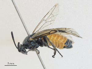  ( - CBG-A27572-D05)  @11 [ ] CreativeCommons - Attribution Share - Alike (2024) CBG Photography Group Centre for Biodiversity Genomics