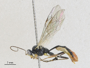  ( - CBG-A27572-E07)  @11 [ ] CreativeCommons - Attribution Share - Alike (2024) CBG Photography Group Centre for Biodiversity Genomics