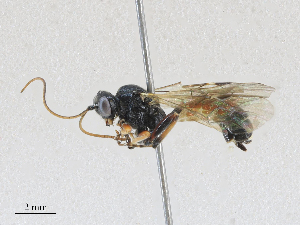  ( - CBG-A27572-E11)  @11 [ ] CreativeCommons - Attribution Share - Alike (2024) CBG Photography Group Centre for Biodiversity Genomics