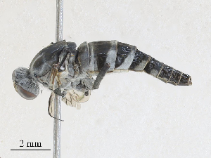  ( - CBG-A27572-F02)  @11 [ ] CreativeCommons - Attribution Share - Alike (2024) CBG Photography Group Centre for Biodiversity Genomics