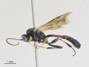  ( - CBG-A27572-F03)  @11 [ ] CreativeCommons - Attribution Share - Alike (2024) CBG Photography Group Centre for Biodiversity Genomics