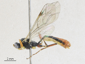  ( - CBG-A27572-F05)  @11 [ ] CreativeCommons - Attribution Share - Alike (2024) CBG Photography Group Centre for Biodiversity Genomics