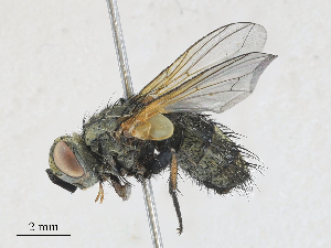  ( - CBG-A27572-G07)  @11 [ ] CreativeCommons - Attribution Share - Alike (2024) CBG Photography Group Centre for Biodiversity Genomics