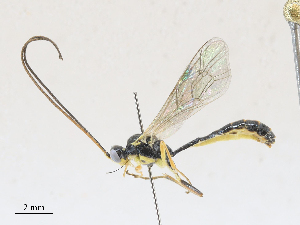  ( - CBG-A27572-G12)  @11 [ ] CreativeCommons - Attribution Share - Alike (2024) CBG Photography Group Centre for Biodiversity Genomics