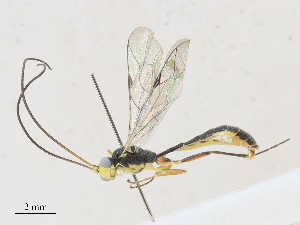  ( - CBG-A27573-A12)  @11 [ ] CreativeCommons - Attribution Share - Alike (2024) CBG Photography Group Centre for Biodiversity Genomics