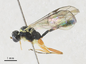  ( - CBG-A27573-B08)  @11 [ ] CreativeCommons - Attribution Share - Alike (2024) CBG Photography Group Centre for Biodiversity Genomics