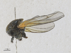  ( - CBG-A27573-C04)  @11 [ ] CreativeCommons - Attribution Share - Alike (2024) CBG Photography Group Centre for Biodiversity Genomics