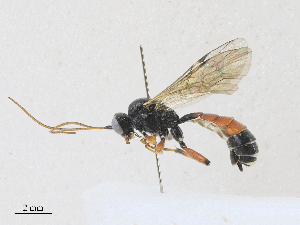  ( - CBG-A27573-C07)  @11 [ ] CreativeCommons - Attribution Share - Alike (2024) CBG Photography Group Centre for Biodiversity Genomics