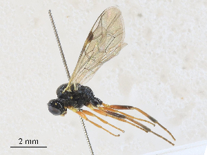  ( - CBG-A27573-H06)  @11 [ ] CreativeCommons - Attribution Share - Alike (2024) CBG Photography Group Centre for Biodiversity Genomics