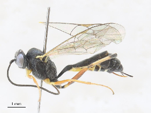  ( - CBG-A27573-H10)  @11 [ ] CreativeCommons - Attribution Share - Alike (2024) CBG Photography Group Centre for Biodiversity Genomics