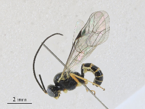  ( - CBG-A27574-A05)  @11 [ ] CreativeCommons - Attribution Share - Alike (2024) CBG Photography Group Centre for Biodiversity Genomics