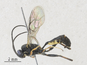  ( - CBG-A27574-B09)  @11 [ ] CreativeCommons - Attribution Share - Alike (2024) CBG Photography Group Centre for Biodiversity Genomics