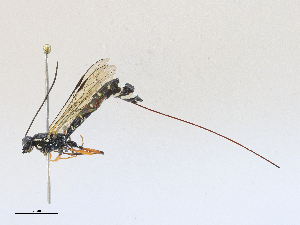  ( - CBG-A27574-G02)  @11 [ ] CreativeCommons - Attribution Share - Alike (2024) CBG Photography Group Centre for Biodiversity Genomics