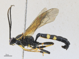  ( - CBG-A27574-G03)  @11 [ ] CreativeCommons - Attribution Share - Alike (2024) CBG Photography Group Centre for Biodiversity Genomics