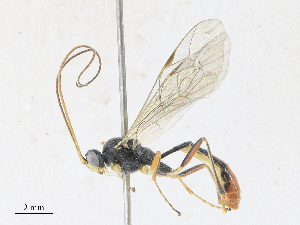  ( - CBG-A27574-H07)  @11 [ ] CreativeCommons - Attribution Share - Alike (2024) CBG Photography Group Centre for Biodiversity Genomics