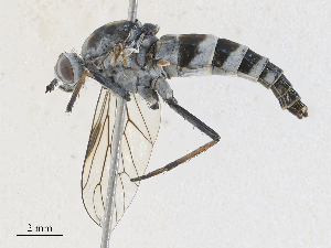  ( - CBG-A27575-A01)  @11 [ ] CreativeCommons - Attribution Share - Alike (2024) CBG Photography Group Centre for Biodiversity Genomics