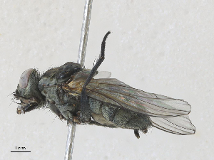  ( - CBG-A27575-B07)  @11 [ ] CreativeCommons - Attribution Share - Alike (2024) CBG Photography Group Centre for Biodiversity Genomics