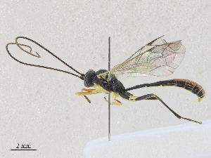  ( - CBG-A27575-C03)  @11 [ ] CreativeCommons - Attribution Share - Alike (2024) CBG Photography Group Centre for Biodiversity Genomics