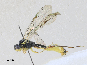  ( - CBG-A27575-C04)  @11 [ ] CreativeCommons - Attribution Share - Alike (2024) CBG Photography Group Centre for Biodiversity Genomics