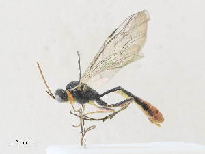  ( - CBG-A27575-C12)  @11 [ ] CreativeCommons - Attribution Share - Alike (2024) CBG Photography Group Centre for Biodiversity Genomics