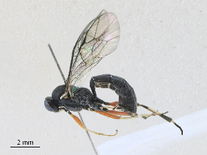  ( - CBG-A27575-D05)  @11 [ ] CreativeCommons - Attribution Share - Alike (2024) CBG Photography Group Centre for Biodiversity Genomics