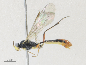  ( - CBG-A27575-E09)  @11 [ ] CreativeCommons - Attribution Share - Alike (2024) CBG Photography Group Centre for Biodiversity Genomics