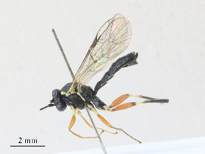  ( - CBG-A27575-G09)  @11 [ ] CreativeCommons - Attribution Share - Alike (2024) CBG Photography Group Centre for Biodiversity Genomics