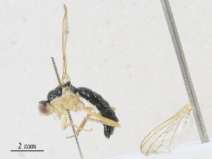  ( - CBG-A27576-B09)  @11 [ ] CreativeCommons - Attribution Share - Alike (2024) CBG Photography Group Centre for Biodiversity Genomics