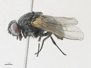  ( - CBG-A27576-E11)  @11 [ ] CreativeCommons - Attribution Share - Alike (2024) CBG Photography Group Centre for Biodiversity Genomics