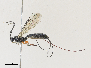  ( - CBG-A27576-E12)  @11 [ ] CreativeCommons - Attribution Share - Alike (2024) CBG Photography Group Centre for Biodiversity Genomics