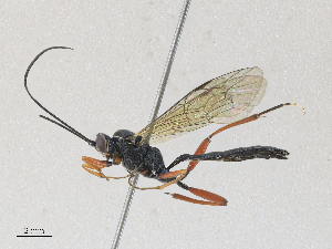  ( - CBG-A27576-F04)  @11 [ ] CreativeCommons - Attribution Share - Alike (2024) CBG Photography Group Centre for Biodiversity Genomics