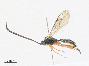  ( - CBG-A27576-H02)  @11 [ ] CreativeCommons - Attribution Share - Alike (2024) CBG Photography Group Centre for Biodiversity Genomics