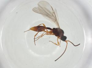  ( - CBG-A27641-B08)  @11 [ ] CreativeCommons - Attribution Share - Alike (2024) Centre for Biodiversity Genomics Centre for Biodiversity Genomics