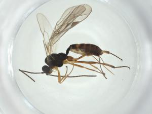  ( - CBG-A27642-A07)  @11 [ ] CreativeCommons - Attribution Share - Alike (2024) Centre for Biodiversity Genomics Centre for Biodiversity Genomics