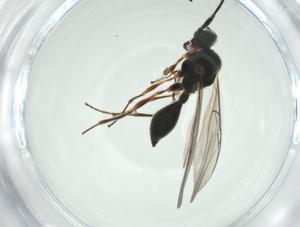  (Aclista praeclara - CBG-A27642-F12)  @11 [ ] CreativeCommons - Attribution Share - Alike (2024) Centre for Biodiversity Genomics Centre for Biodiversity Genomics