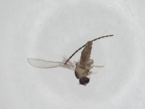  ( - CBG-A27645-B03)  @11 [ ] CreativeCommons - Attribution Share - Alike (2024) Centre for Biodiversity Genomics Centre for Biodiversity Genomics