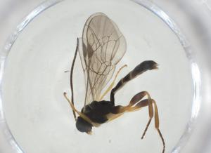  ( - CBG-A27646-B05)  @11 [ ] CreativeCommons - Attribution Share - Alike (2024) Centre for Biodiversity Genomics Centre for Biodiversity Genomics