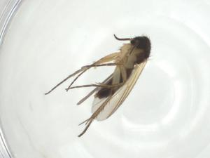  ( - CBG-A27646-H01)  @11 [ ] CreativeCommons - Attribution Share - Alike (2024) Centre for Biodiversity Genomics Centre for Biodiversity Genomics