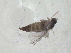  ( - CBG-A27647-A02)  @11 [ ] CreativeCommons - Attribution Share - Alike (2024) Centre for Biodiversity Genomics Centre for Biodiversity Genomics