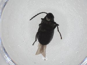  ( - CBG-A27647-B11)  @11 [ ] CreativeCommons - Attribution Share - Alike (2024) Centre for Biodiversity Genomics Centre for Biodiversity Genomics