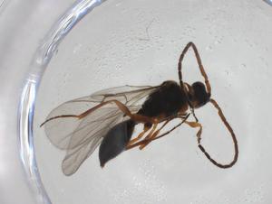  ( - CBG-A27647-F03)  @11 [ ] CreativeCommons - Attribution Share - Alike (2024) Centre for Biodiversity Genomics Centre for Biodiversity Genomics