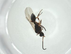  ( - CBG-A27648-F11)  @11 [ ] CreativeCommons - Attribution Share - Alike (2024) Centre for Biodiversity Genomics Centre for Biodiversity Genomics