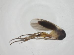  ( - CBG-A27649-A09)  @11 [ ] CreativeCommons - Attribution Share - Alike (2024) Centre for Biodiversity Genomics Centre for Biodiversity Genomics