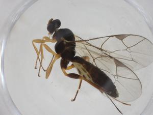  ( - CBG-A27649-B08)  @11 [ ] CreativeCommons - Attribution Share - Alike (2024) Centre for Biodiversity Genomics Centre for Biodiversity Genomics